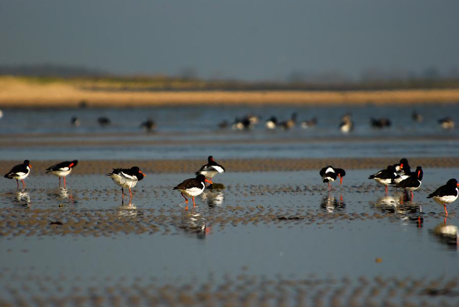 Vogelfotografien 1
