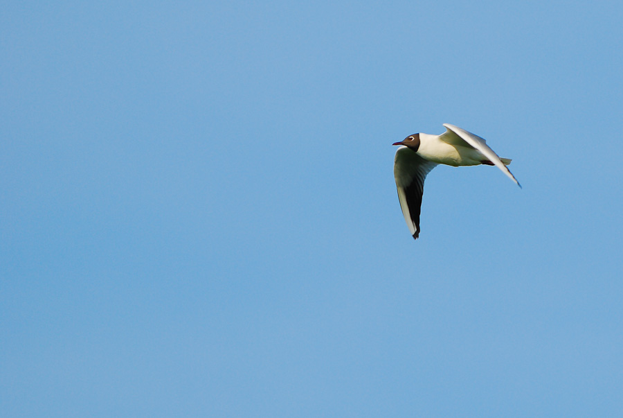 Vogelfotografien 11