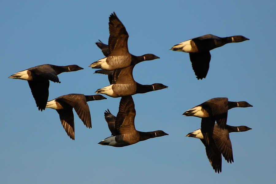 Vogelfotografien 12