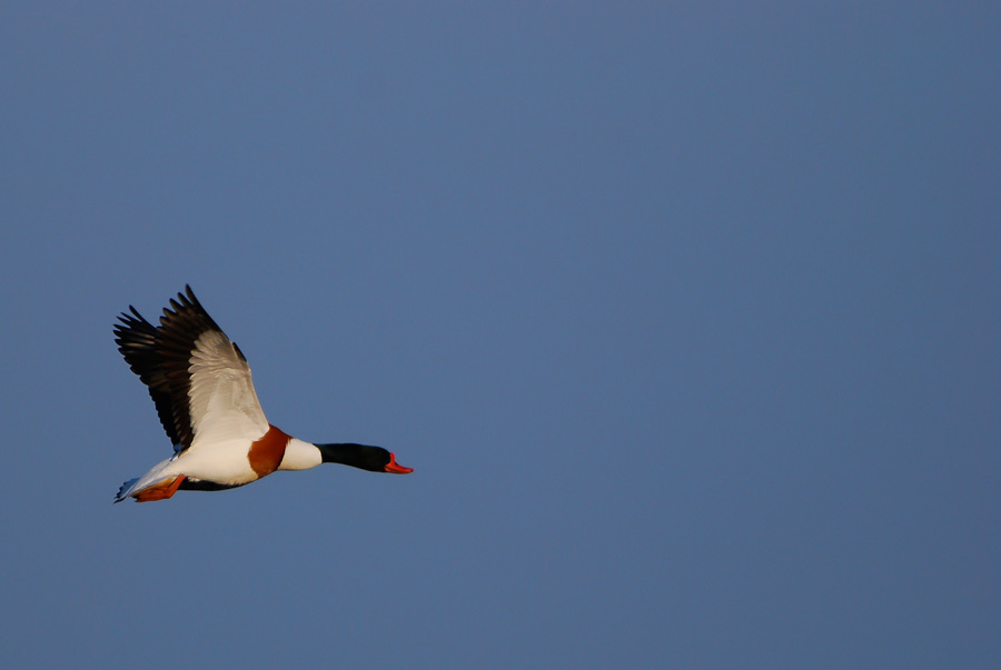 Vogelfotografien 13