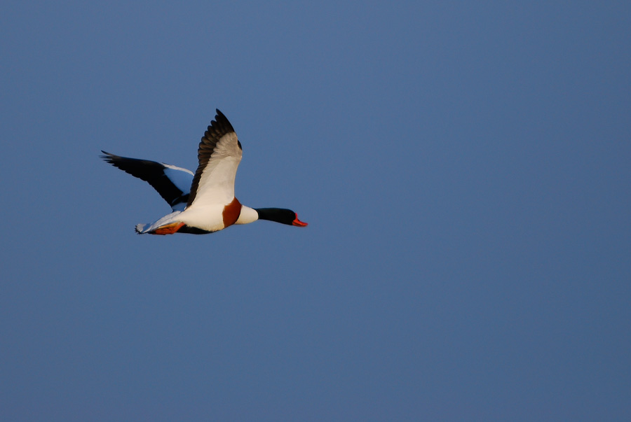 Vogelfotografien 14