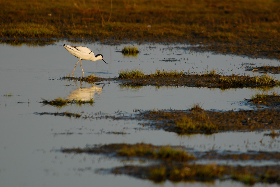 Vogelfotografien 16