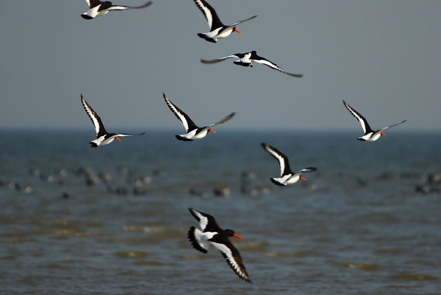 Vogelfotografien 2