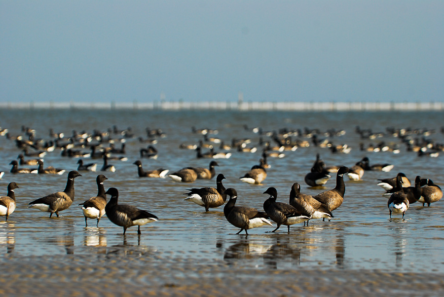 Vogelfotografien 3