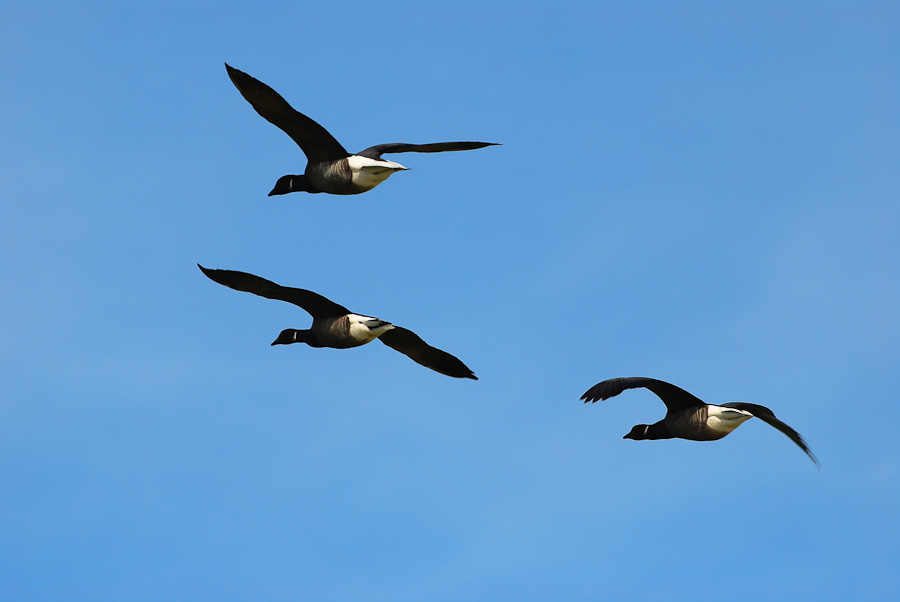 Vogelfotografien 6