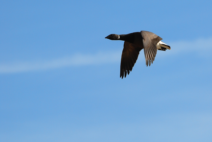 Vogelfotografien 7