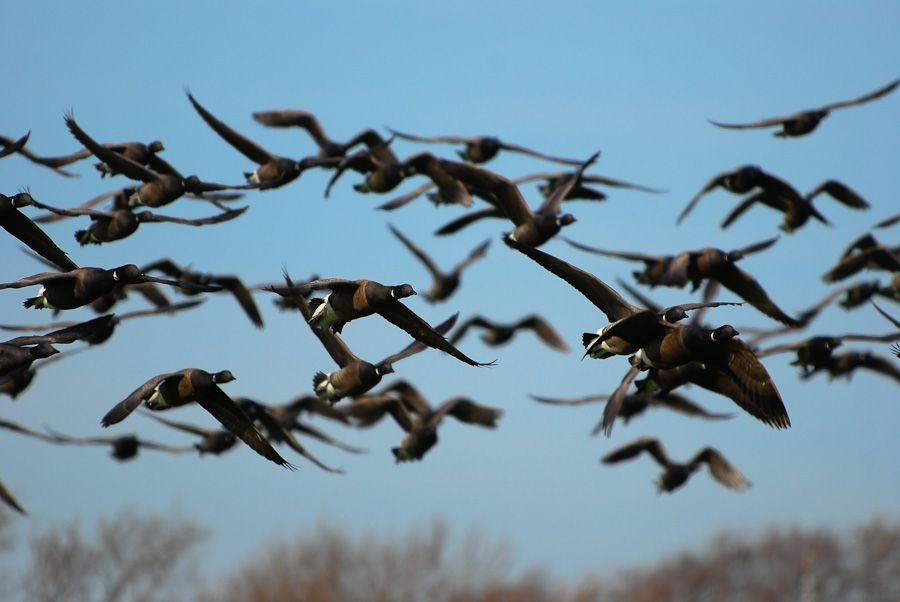 Vogelfotografien 9