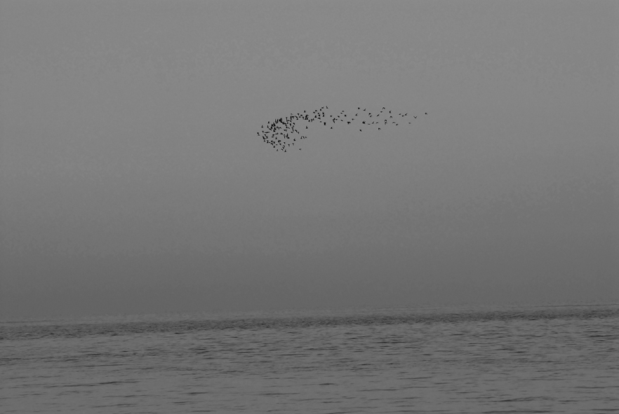 Vogelfrei