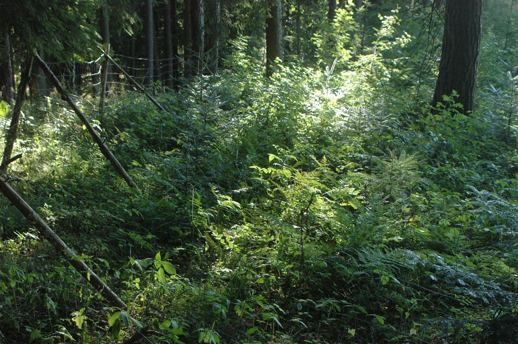 Vogelhölzl