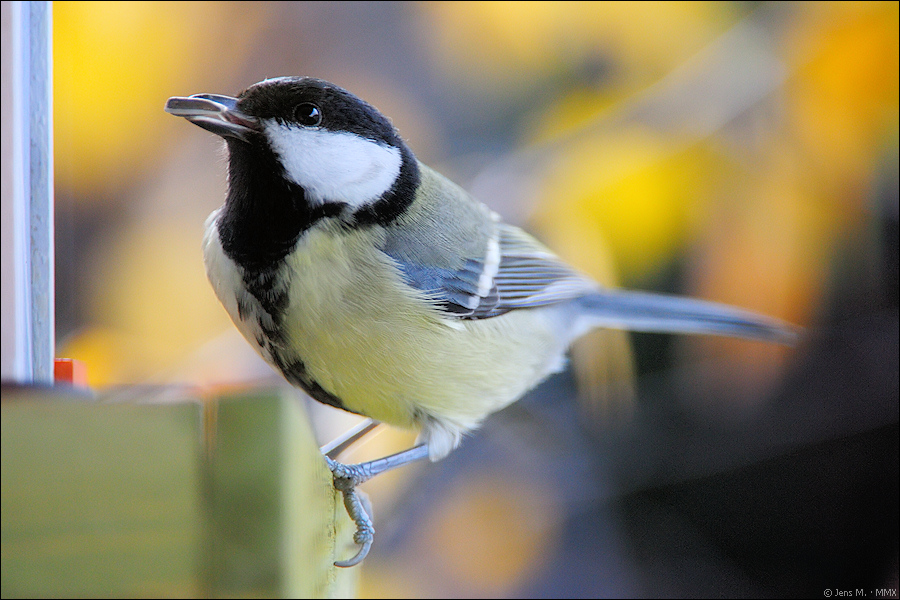 Vogelhaus 2010 D3S 1894 1a

· http://www.nikon-fotografie.de/vbulletin/showpost.php?p=1439970&postcount=3394