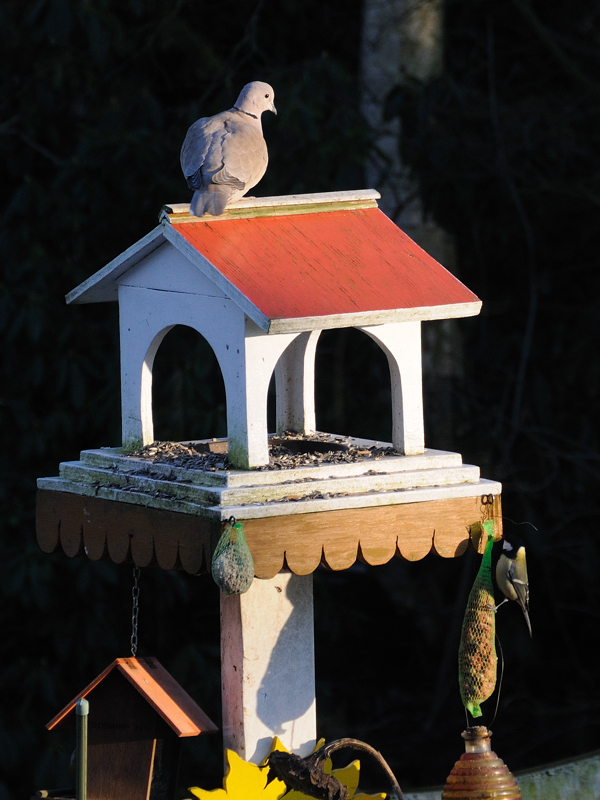vogelhaus 2a