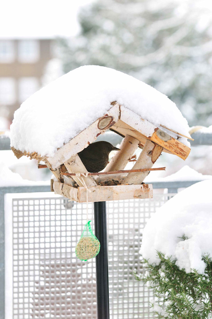 Vogelhaus mit Nutzer
