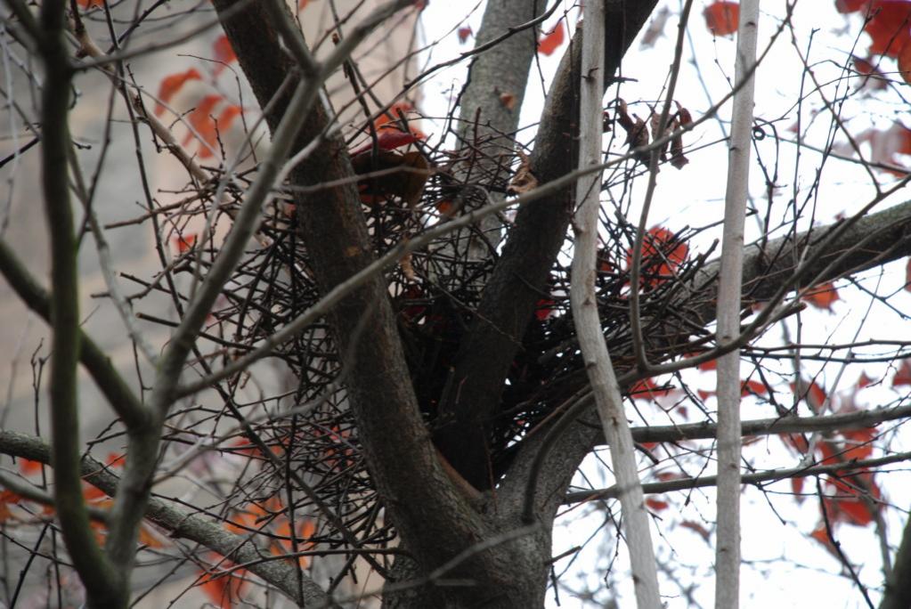 vogelnest