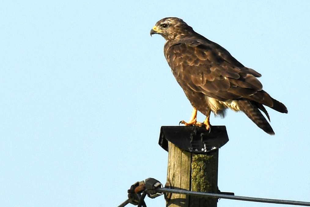 vogelnf1