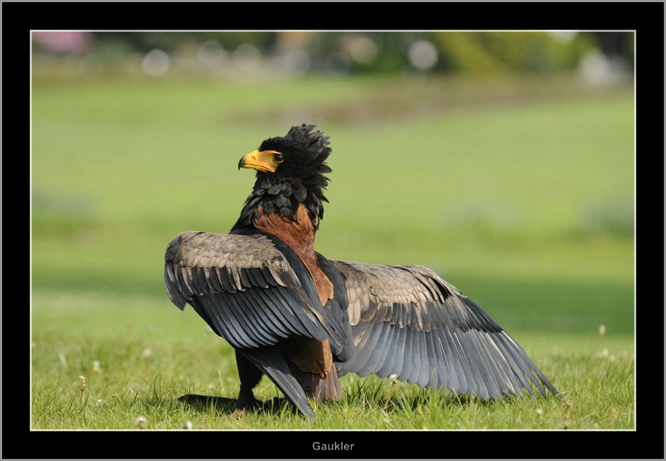 Vogelpark 01