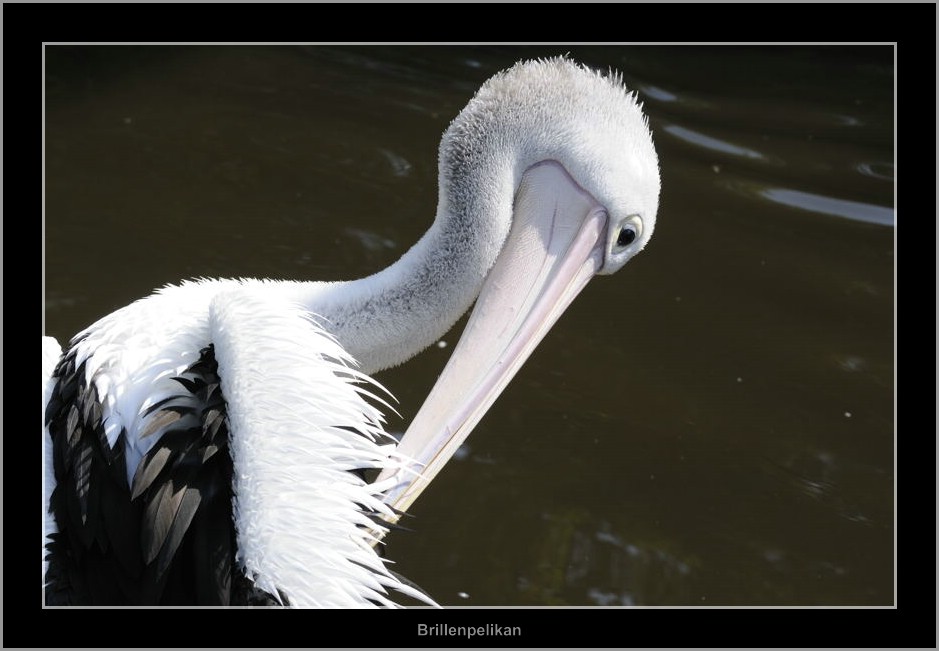 Vogelpark 04