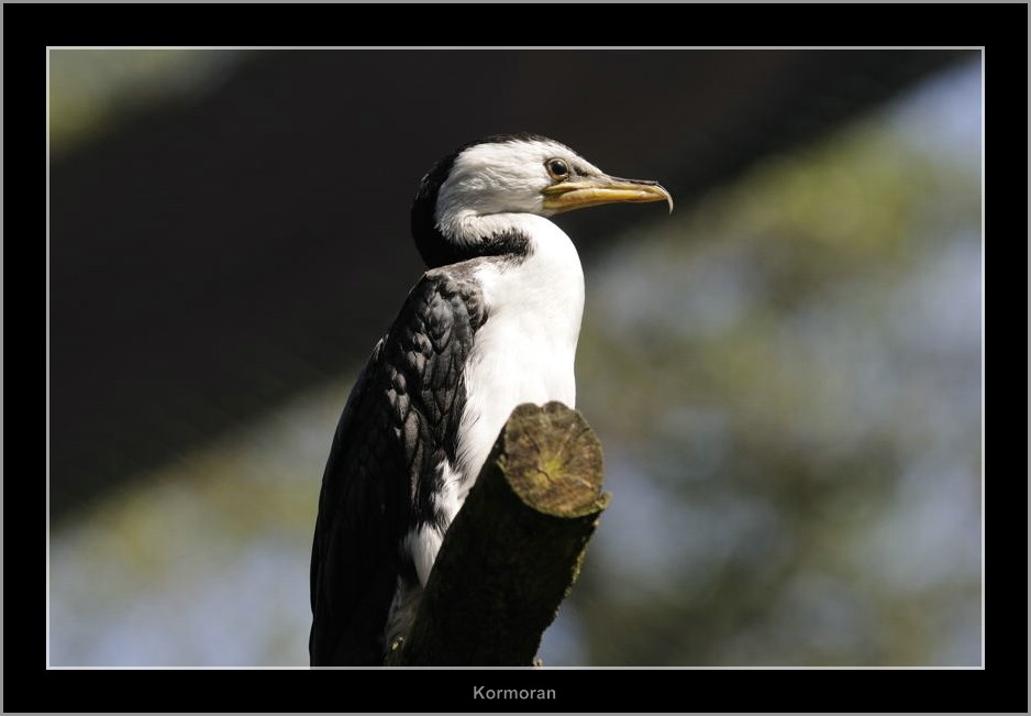 Vogelpark 06