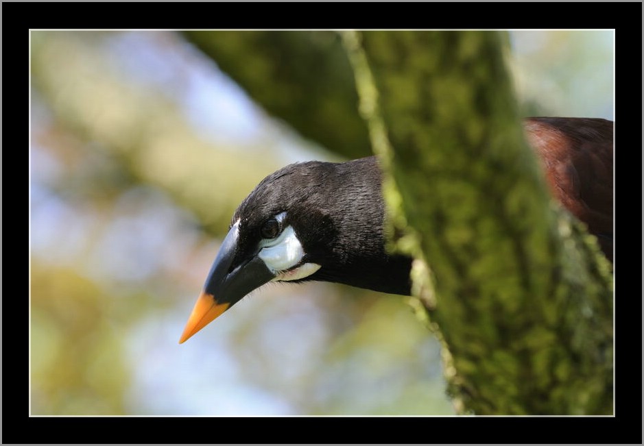 Vogelpark 08