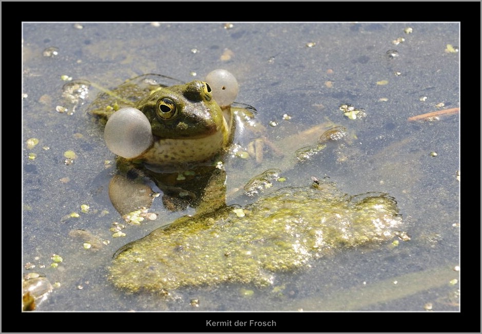 Vogelpark 09