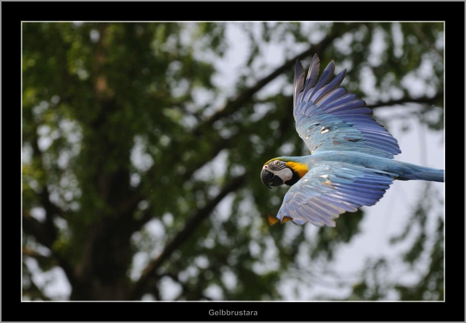 Vogelpark 11