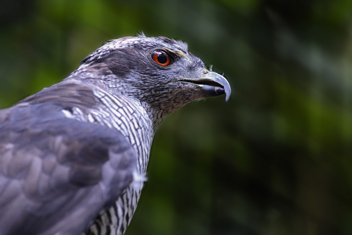 vogelpark habicht 1200