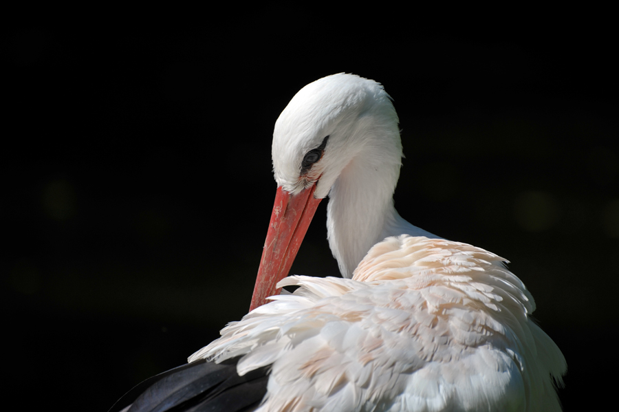 Vogelpark Walsrode DSC 0364 900