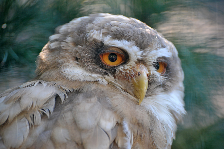 Vogelpark Walsrode DSC 0378 900