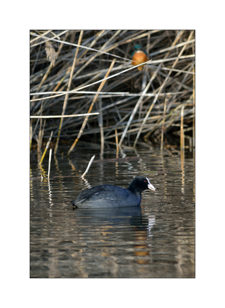 VogelPZ1 1321