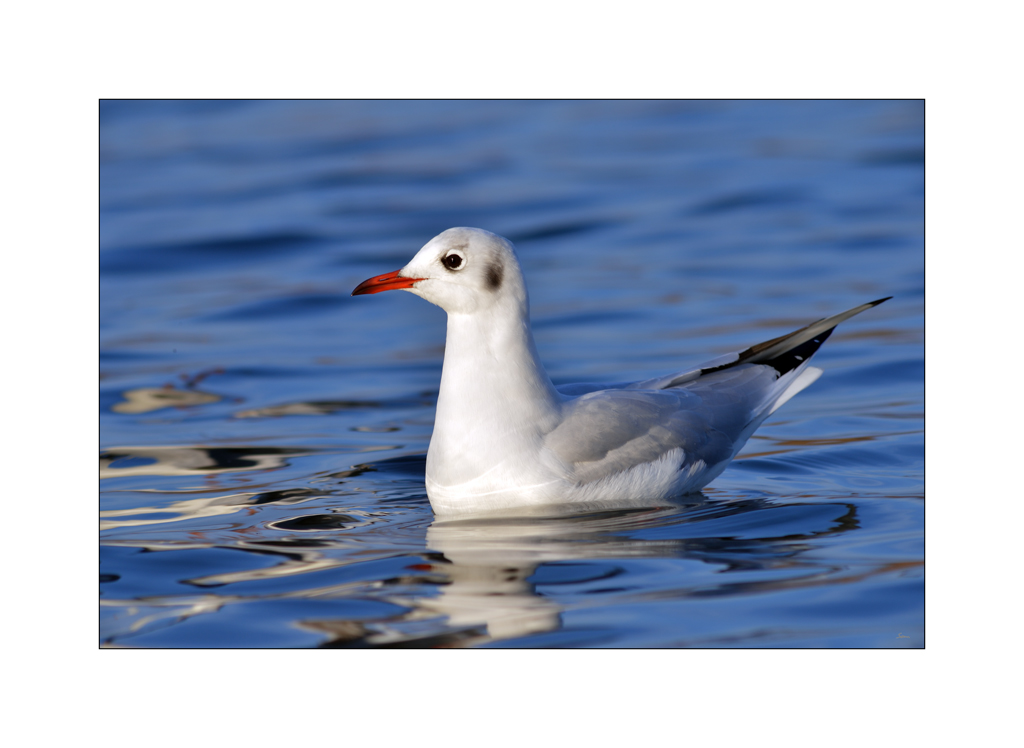 VogelPZ1 1328