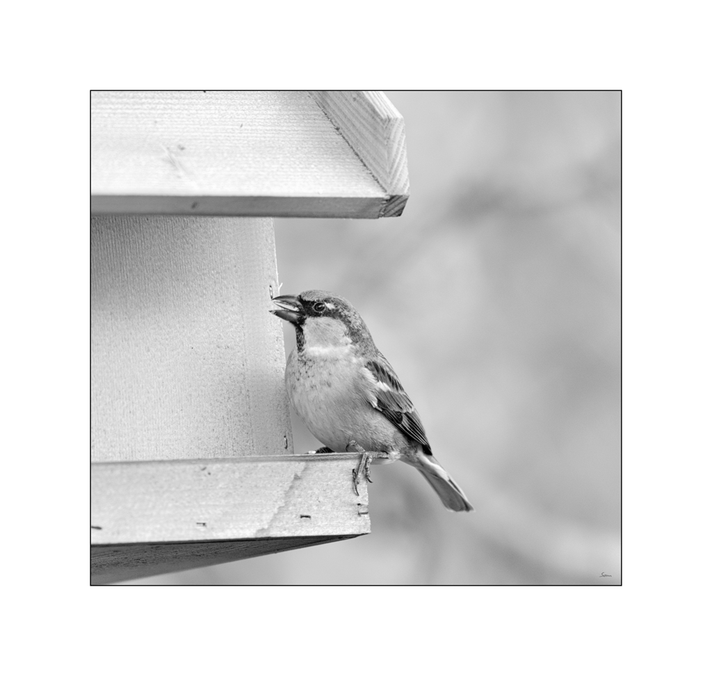 VogelPZ1 2152