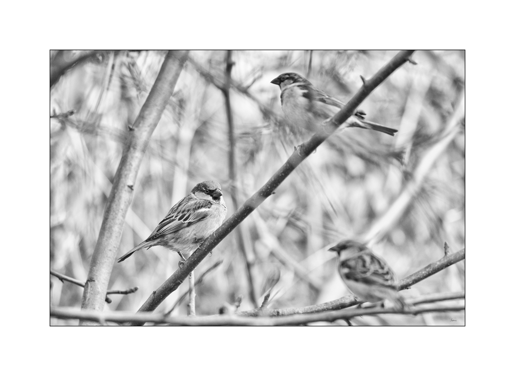 VogelPZ1 2158