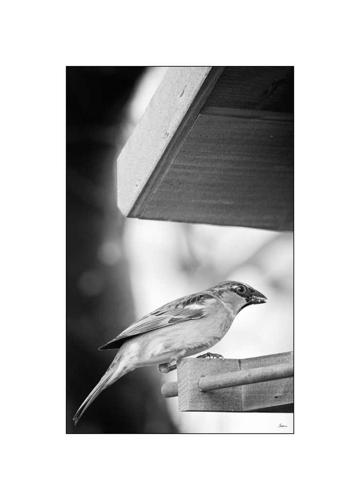 VogelPZ1 2167