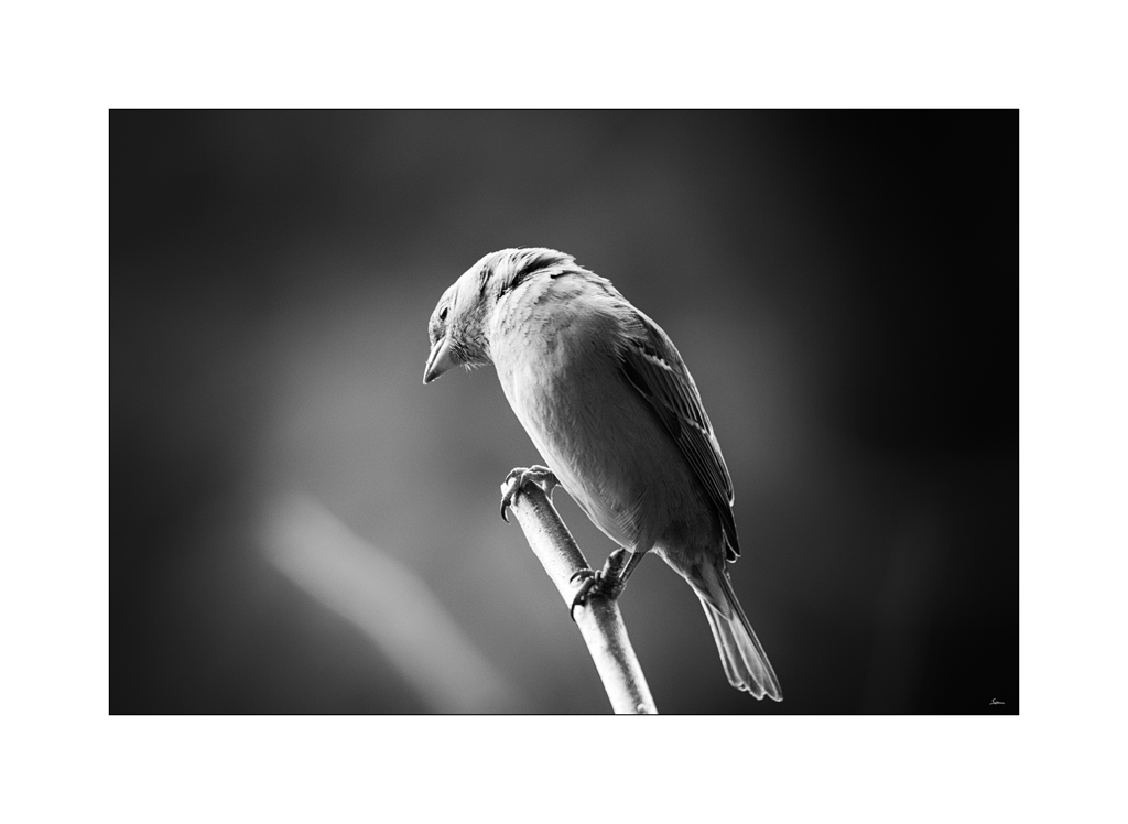 VogelPZ1 2551