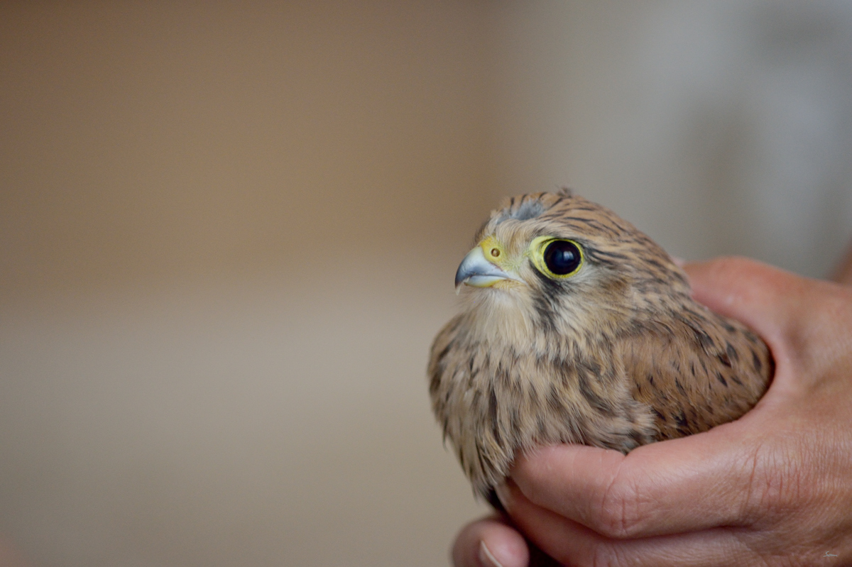 VogelPZ1 5866