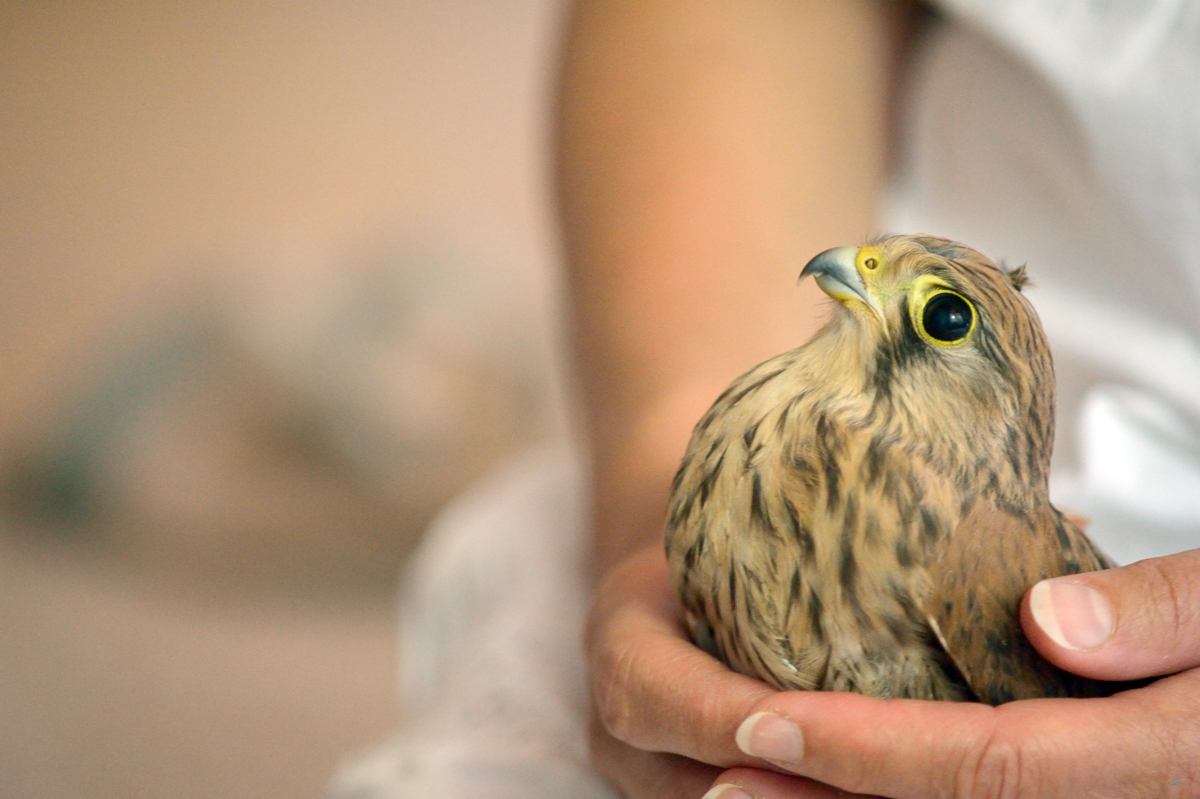 VogelPZ1 5879