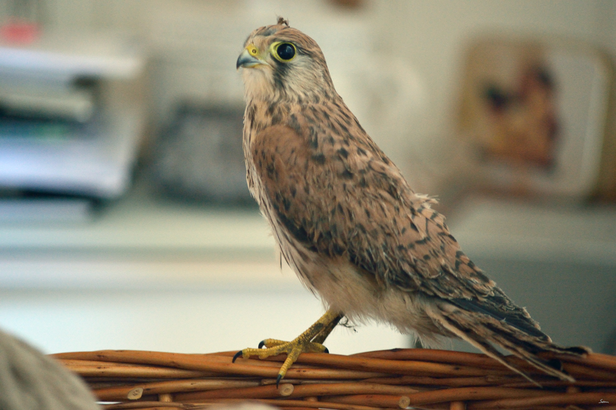 VogelPZ1 5887