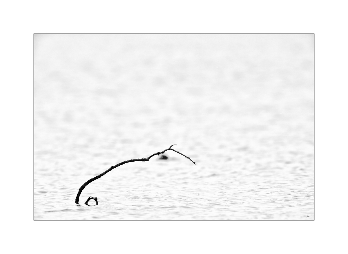 VogelPZ1 9386