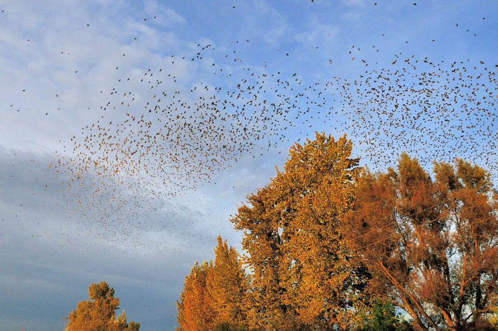 Vogelschwarm
