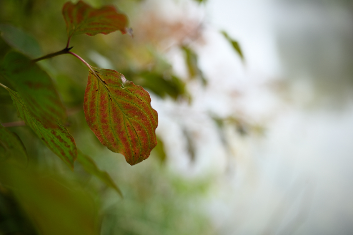 Voigt. 40 f2,5.jpg