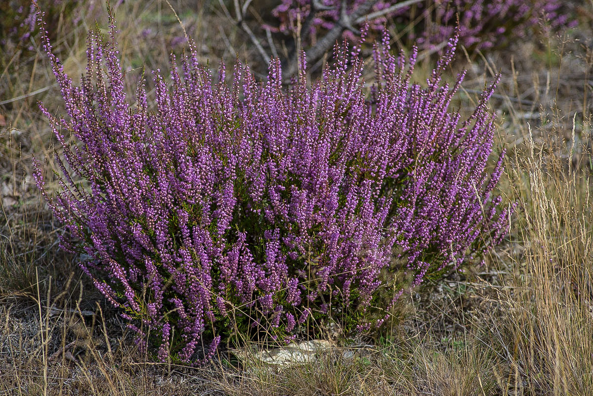 Vollblüte (1 von 1).JPG