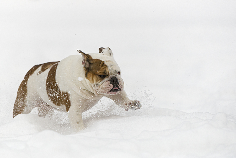 Vollgas im Schnee