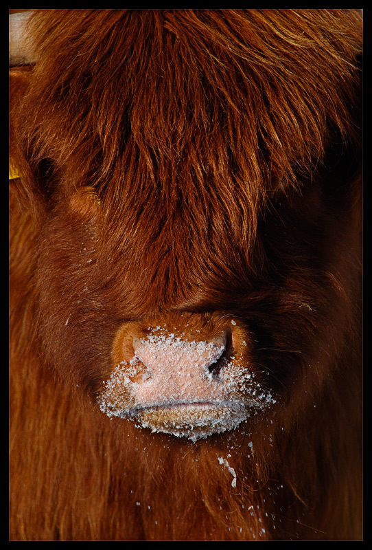 Vom gleichen Ort wie das erste Bild, gleiche "Dame". Ich hatte mich in den Schnee gesetzt und hatte Glück, dass die Herde dann recht dicht an mir vorb