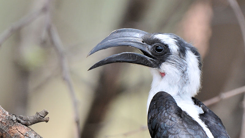 Von der Decken Toko (Van der decken's Hornbill)
Weibchen (Männchen haben einen roten Schnabel)
zwischen Lobo und Seronera, Serengeti
3837