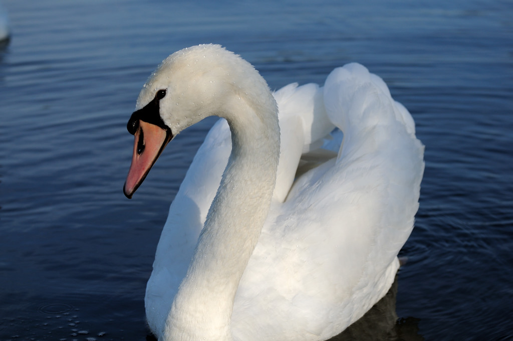 Von weitem.

Nikon 70-300 Kit Objektiv