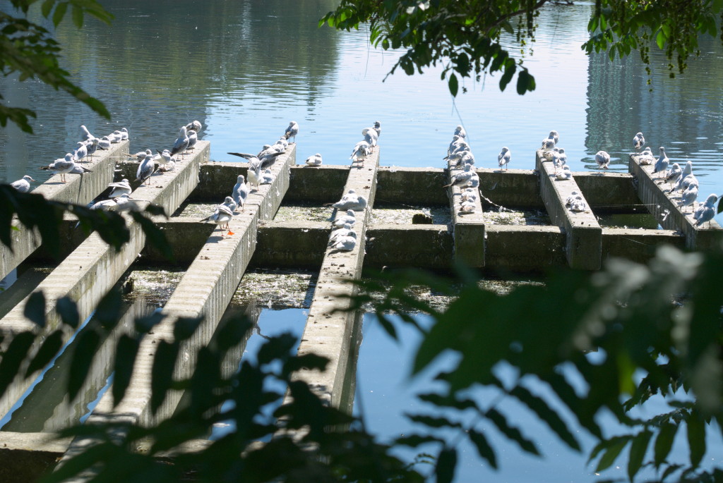 Wöhrdersee