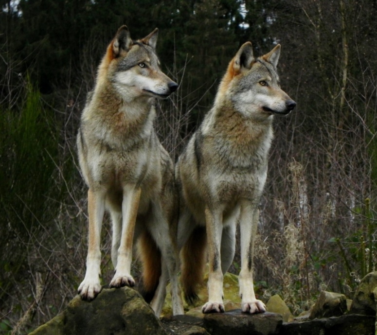 Wölfe