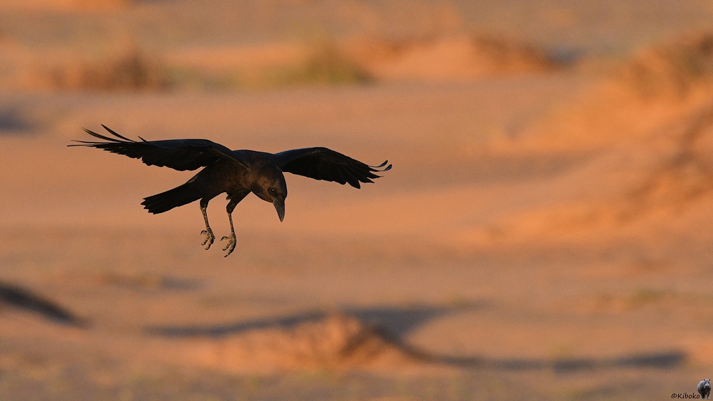 Wüstenrabe (Brown-necked Raven)

s1110 KM404 Brown NeckedRaven 1898