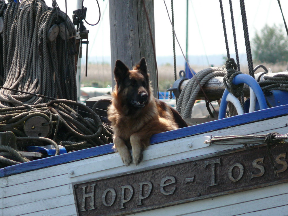 wachhund   Kamminke   usedom    37