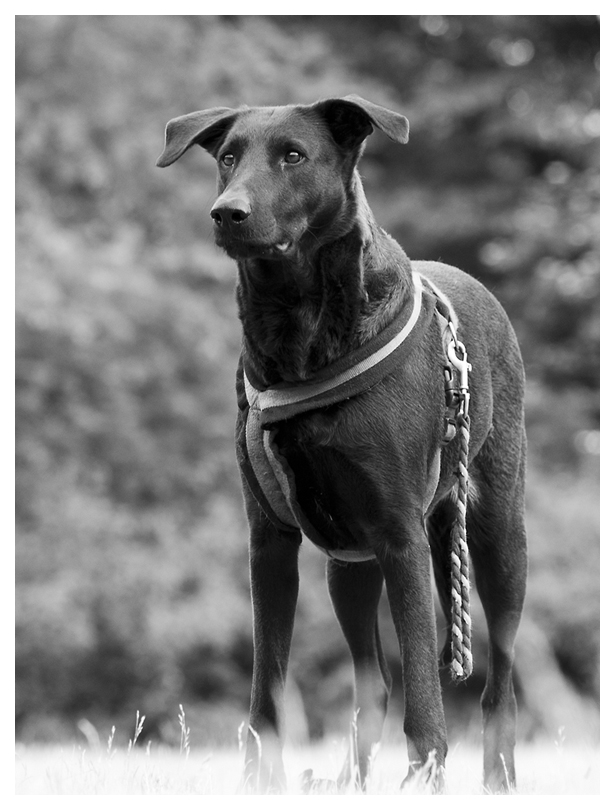 Wachhund sw