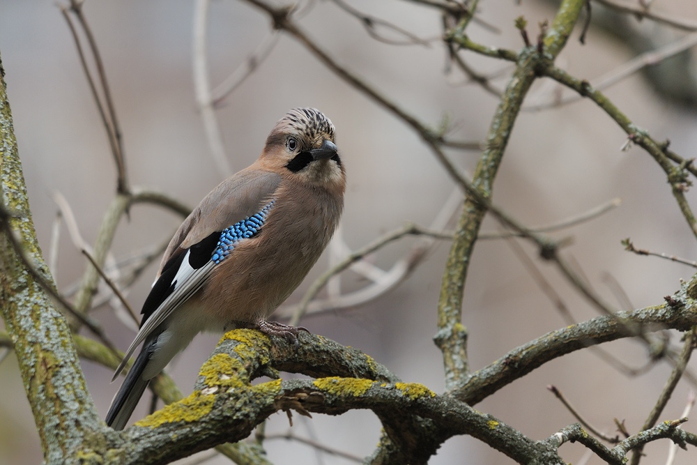 wachsamer Besucher